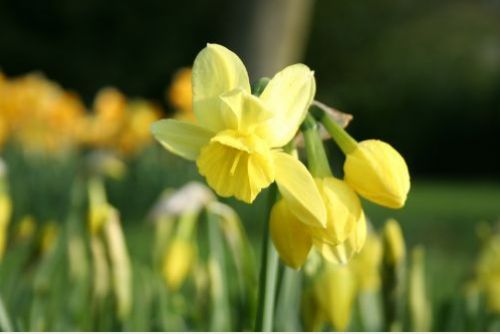 Narcissus 'Stint'  bestellen